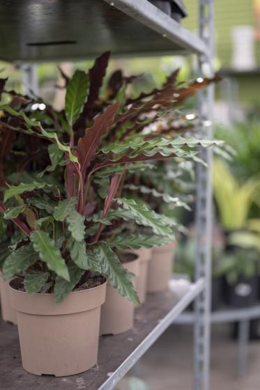 Calathea Rufibarba, McDonald Garden Center