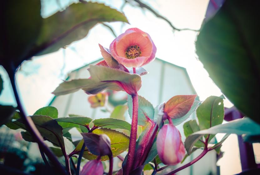 Hellebores