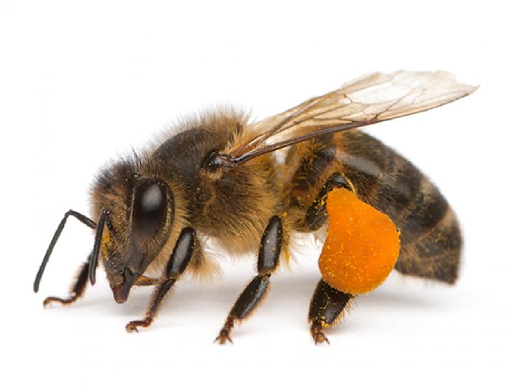 Honey Bee, McDonald Garden Center