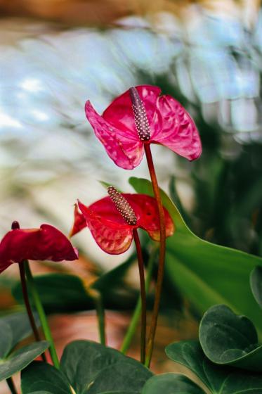 Anthuriums