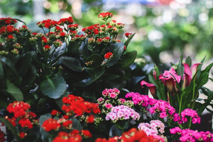 Kalanchoe