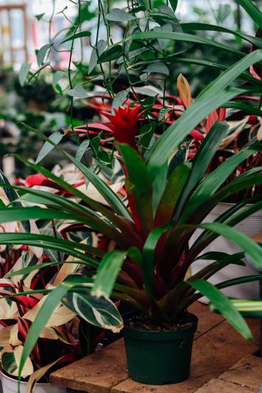 Bromeliad