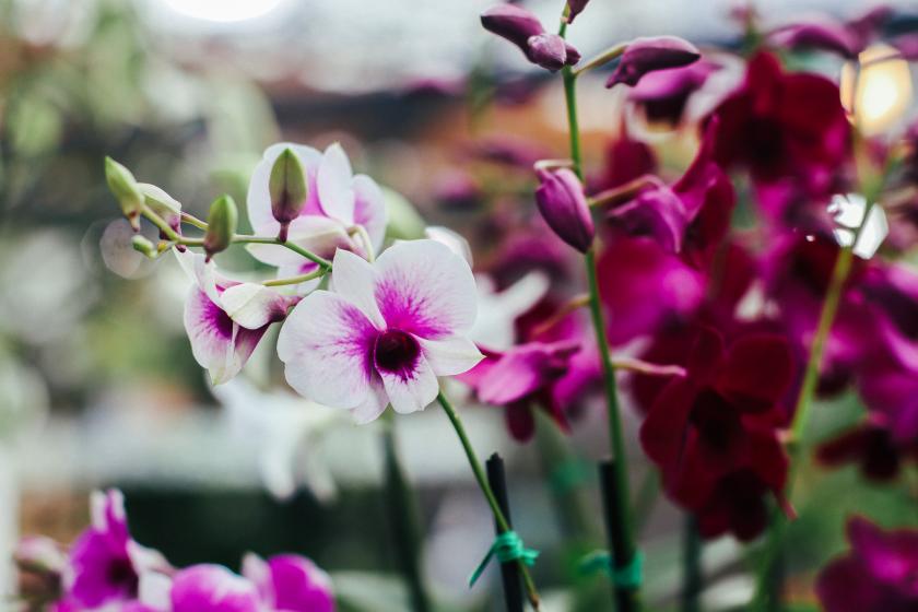 Orchids