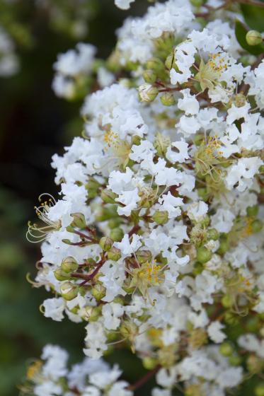 Natchez Crepe Myrtle 