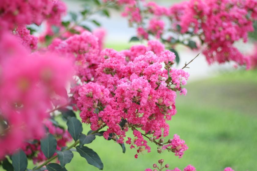 Tuscarora Crepe Myrtle