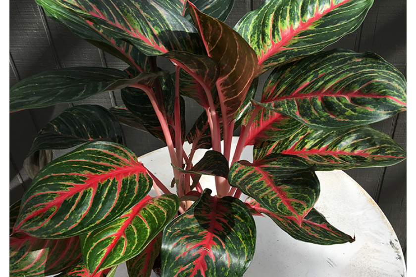 Aglaonema (Chinese evergreen)