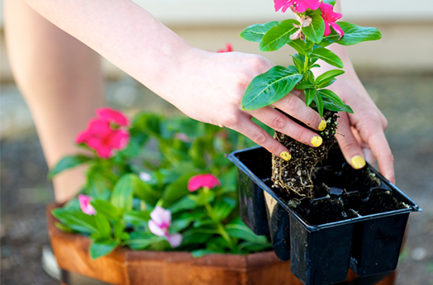 Container Gardening, McDonald Garden Center