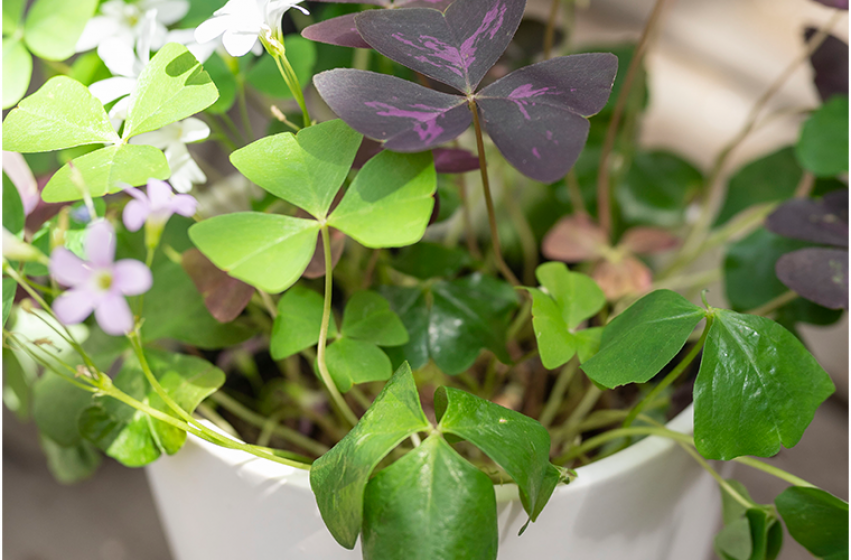 shamrock cluster png