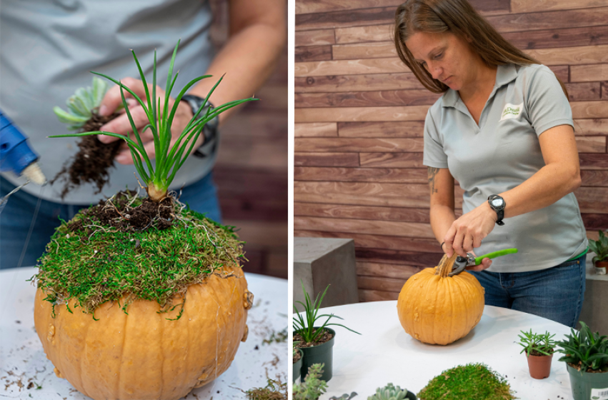 Succulent Pumpkin