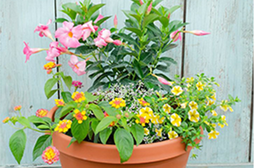 Container Gardening, McDonald Garden Center