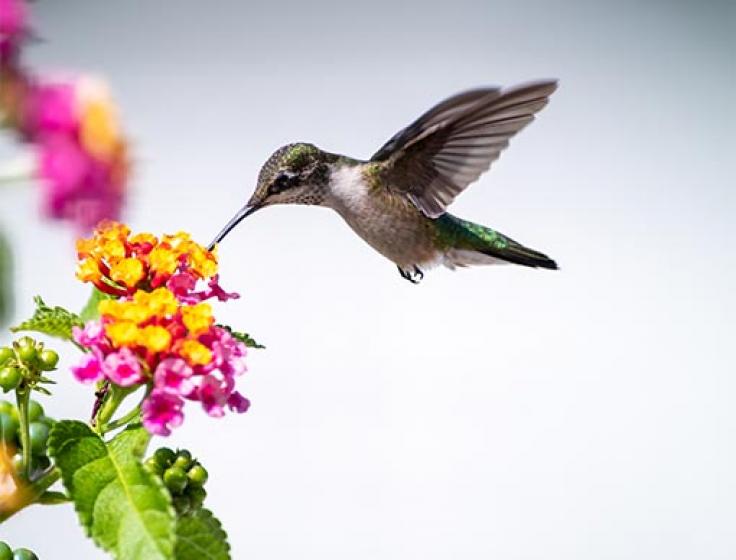 hummingbird drinking from flower