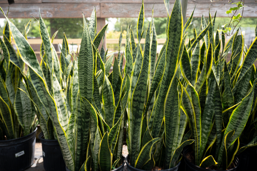 Snake Plant (sanseveri/Mother-in-Law’s Tongue)