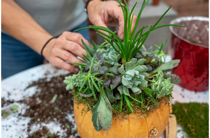 Succulent Pumpkin