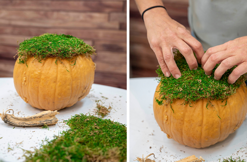 Succulent Pumpkin Planter