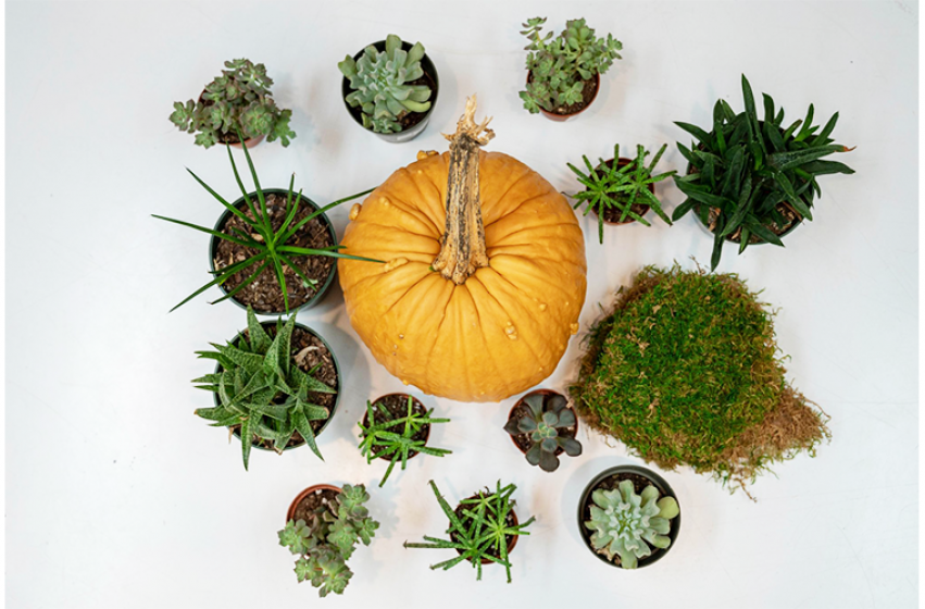 Succulent Pumpkin 2