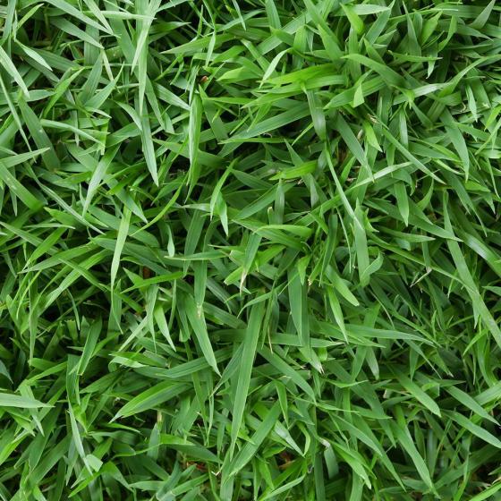 Zoysia Grass