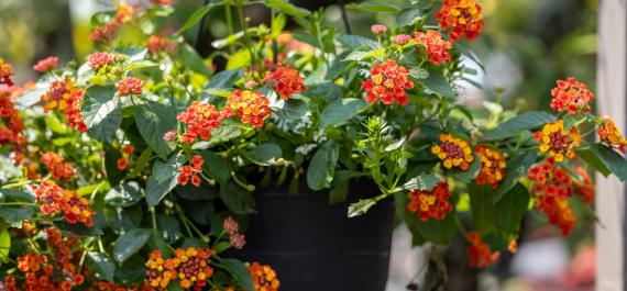 Bee Our Guest: Container Combos Pollinators Can’t Resist