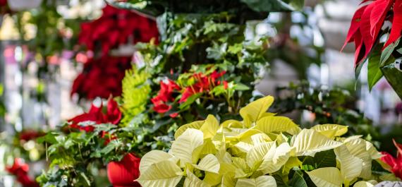 Bring the Holidays to Life with These 5 Festive Houseplants