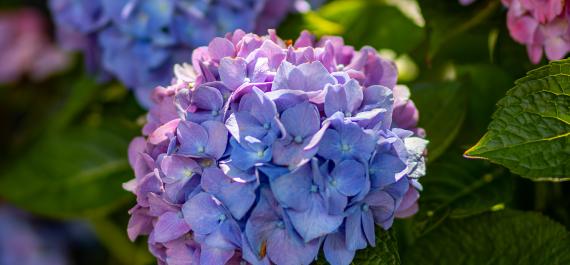 How to Help Your Hydrangeas Thrive All Summer Long