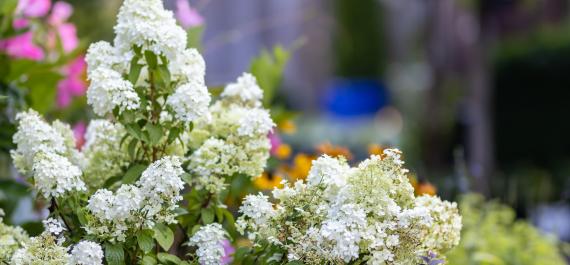  How to Grow Panicle Hydrangeas Like a Pro
