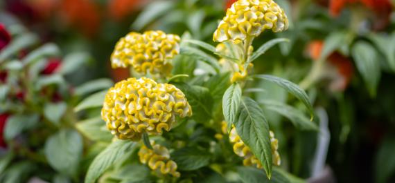Planting for Fall: The Best Annuals & Perennials for Seasonal Color