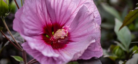 Best Heat-Tolerant Perennials for Low-Maintenance Summer Color