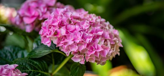 Late May Blooms That Steal the Show (And the Pollinators)