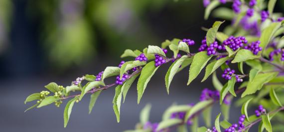 Fall Planting Strategies for a Stunning Spring Garden