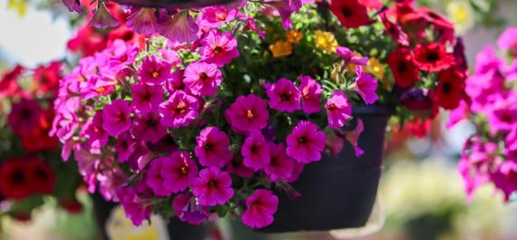 Gifts That Grow: Our Top Picks for the Gardening Mom