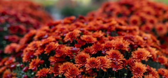 How to Create Stunning Fall Mum Arrangements for Your Porch