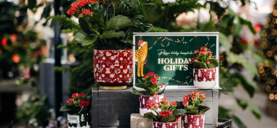 Our Favorite Festive Houseplants (and How to Care for Them)