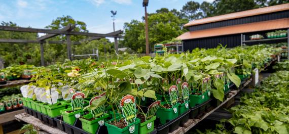 How to Start a Vegetable Garden: A Beginner’s Guide
