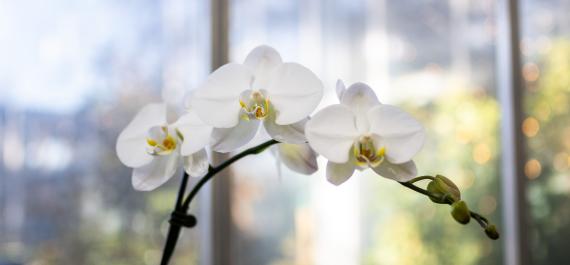 Keeping Houseplants Happy When Winter Sets In