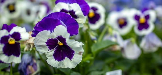 Designing a Fall Garden with Pansies