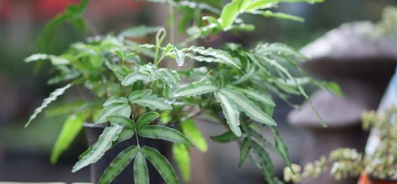 The Best Houseplants for Every Lighting Situation