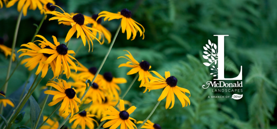 Top 10 Natives & Nativars for a Low-Maintenance Garden Hampton Roads