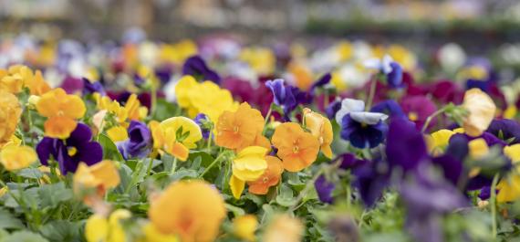7 Best Ways to Use Pansies this Fall, McDonald 