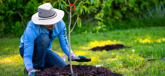 The Right Way to Plant Trees and Shrubs This Fall