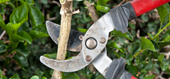 The Right Cut at the Right Time: A Winter Shrub Pruning Guide