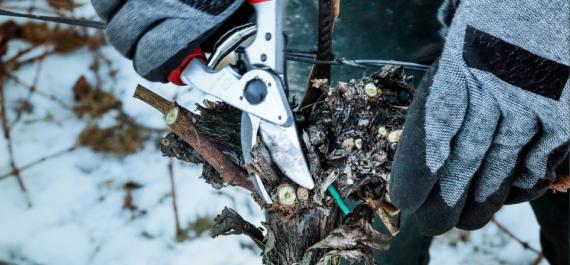 The Do's and Don'ts of Winter Pruning