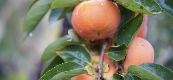 Edible Landscaping: How to Incorporate Fruit Trees into Your Design