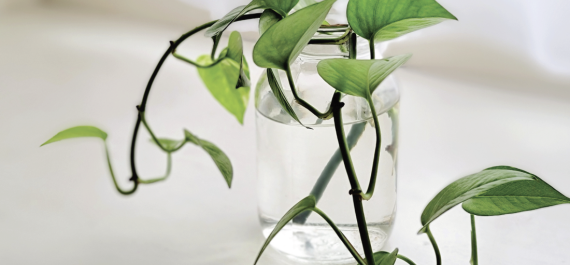 Multiply the Green: Easy Propagation Tips for Indoor Plants