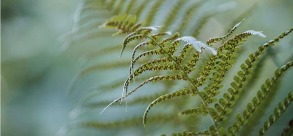 5 Indoor Ferns That Flourish in Winter