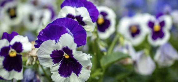 5 Ways to Elevate Your Containers with Pansies