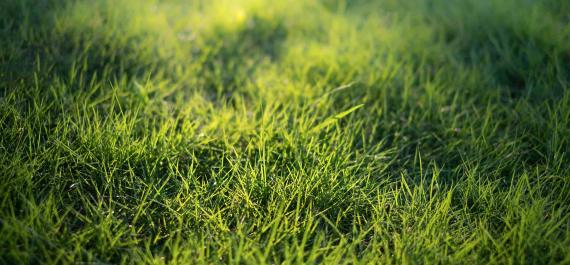 Our Guide to Grass Plugs