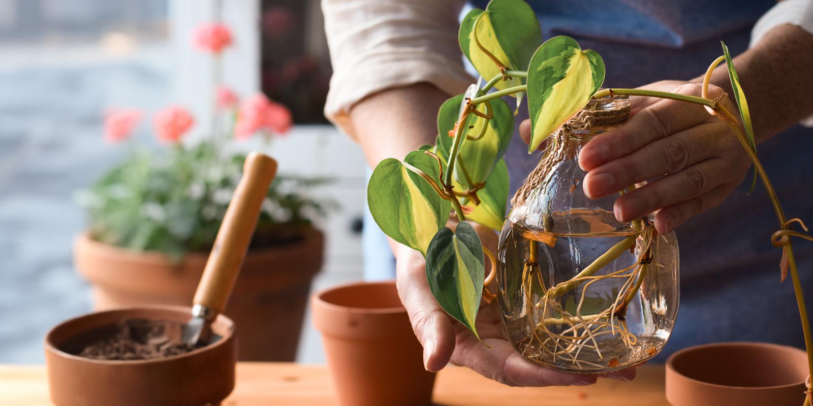 Houseplant Masterclass: Propagate Like a Pro