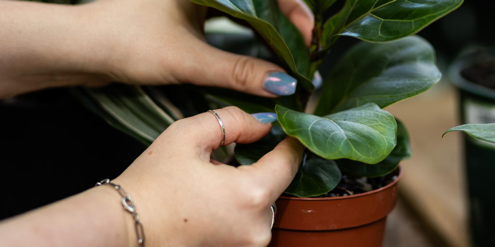 Houseplant Masterclass: Winter Care for Houseplants