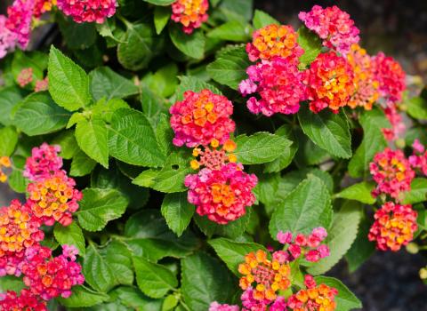 Annual Lantana 6-inch