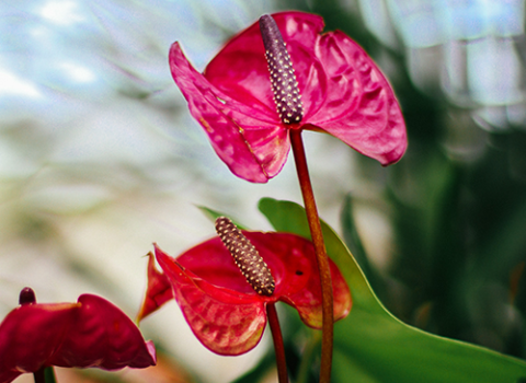 Anthurium 4-inch