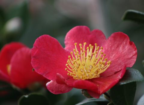 Yuletide Camellia 1 or 3-Gallon